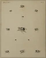 Picture 10 of 38 from The English entomologist exhibiting all the coleopterous insects found in England ... / drawn and painted after nature. Arranged and named according to the Linnean system by Thomas Martyn. (1792), leaf 56