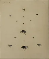 Picture 11 of 38 from The English entomologist exhibiting all the coleopterous insects found in England ... / drawn and painted after nature. Arranged and named according to the Linnean system by Thomas Martyn. (1792), leaf 58