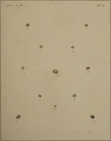 Picture 12 of 38 from The English entomologist exhibiting all the coleopterous insects found in England ... / drawn and painted after nature. Arranged and named according to the Linnean system by Thomas Martyn. (1792), leaf 61