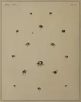 Picture 13 of 38 from The English entomologist exhibiting all the coleopterous insects found in England ... / drawn and painted after nature. Arranged and named according to the Linnean system by Thomas Martyn. (1792), leaf 66