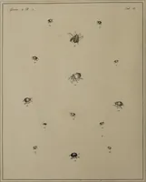 Picture 14 of 38 from The English entomologist exhibiting all the coleopterous insects found in England ... / drawn and painted after nature. Arranged and named according to the Linnean system by Thomas Martyn. (1792), leaf 68