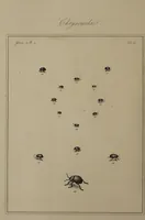 Picture 15 of 38 from The English entomologist exhibiting all the coleopterous insects found in England ... / drawn and painted after nature. Arranged and named according to the Linnean system by Thomas Martyn. (1792), leaf 70