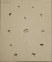 Picture 16 of 38 from The English entomologist exhibiting all the coleopterous insects found in England ... / drawn and painted after nature. Arranged and named according to the Linnean system by Thomas Martyn. (1792), leaf 77