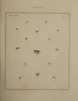 An illustration from The English entomologist exhibiting all the coleopterous insects found in England ... / drawn and painted after nature. Arranged and named according to the Linnean system by Thomas Martyn. (1792)