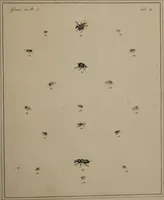 An illustration from The English entomologist exhibiting all the coleopterous insects found in England ... / drawn and painted after nature. Arranged and named according to the Linnean system by Thomas Martyn. (1792)