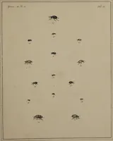 Picture 19 of 38 from The English entomologist exhibiting all the coleopterous insects found in England ... / drawn and painted after nature. Arranged and named according to the Linnean system by Thomas Martyn. (1792), leaf 83