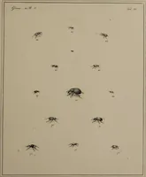 Picture 20 of 38 from The English entomologist exhibiting all the coleopterous insects found in England ... / drawn and painted after nature. Arranged and named according to the Linnean system by Thomas Martyn. (1792), leaf 85