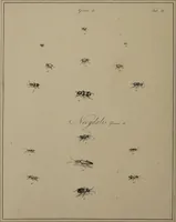 An illustration from The English entomologist exhibiting all the coleopterous insects found in England ... / drawn and painted after nature. Arranged and named according to the Linnean system by Thomas Martyn. (1792)