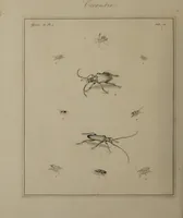 An illustration from The English entomologist exhibiting all the coleopterous insects found in England ... / drawn and painted after nature. Arranged and named according to the Linnean system by Thomas Martyn. (1792)