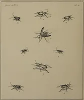An illustration from The English entomologist exhibiting all the coleopterous insects found in England ... / drawn and painted after nature. Arranged and named according to the Linnean system by Thomas Martyn. (1792)