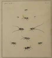 An illustration from The English entomologist exhibiting all the coleopterous insects found in England ... / drawn and painted after nature. Arranged and named according to the Linnean system by Thomas Martyn. (1792)