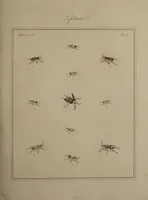 An illustration from The English entomologist exhibiting all the coleopterous insects found in England ... / drawn and painted after nature. Arranged and named according to the Linnean system by Thomas Martyn. (1792)