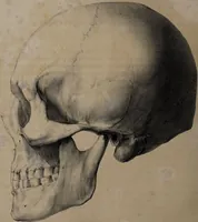 An illustration from Atlas der Cranioscopie, oder, Abbildungen der Schaedel- und Antlitzformen beruehmter oder sonst merkwuerdiger Personen / von Carl Gustav Carus. (1843)