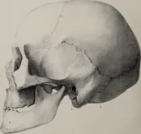 An illustration from Atlas der Cranioscopie, oder, Abbildungen der Schaedel- und Antlitzformen beruehmter oder sonst merkwuerdiger Personen / von Carl Gustav Carus. (1843)