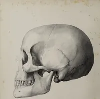 An illustration from Atlas der Cranioscopie, oder, Abbildungen der Schaedel- und Antlitzformen beruehmter oder sonst merkwuerdiger Personen / von Carl Gustav Carus. (1843)