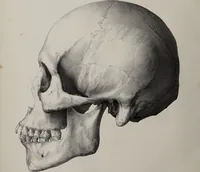 An illustration from Atlas der Cranioscopie, oder, Abbildungen der Schaedel- und Antlitzformen beruehmter oder sonst merkwuerdiger Personen / von Carl Gustav Carus. (1843)