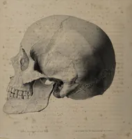 An illustration from Atlas der Cranioscopie, oder, Abbildungen der Schaedel- und Antlitzformen beruehmter oder sonst merkwuerdiger Personen / von Carl Gustav Carus. (1843)
