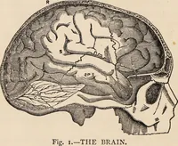 An illustration from How to learn phrenology : with hints as to the study of character / by L.N. Fowler. (1886)