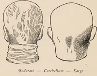Picture 2 of 23 from Phrenology : how to read the head. (1890), leaf 16