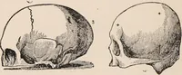 An illustration from Phrenology : how to read the head. (1890)