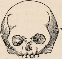 An illustration from Phrenology : how to read the head. (1890)