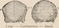 An illustration from Phrenology : how to read the head. (1890)