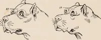 An illustration from Phrenology : how to read the head. (1890)