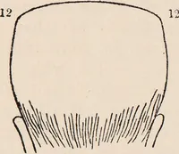 Picture 12 of 23 from Phrenology : how to read the head. (1890), leaf 42