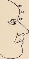 An illustration from Phrenology : how to read the head. (1890)