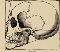 An illustration from Life of Dr. Franc̦ois Joseph Gall : craniologist and founder of phrenology / by Miss Jessie A. Fowler, F.A.I., co-editor of "The phrenological magazine"; "The phrenological dictionary"; and "Phrenology proved". (1896)
