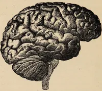 Picture 9 of 24 from Life of Dr. Franc̦ois Joseph Gall : craniologist and founder of phrenology / by Miss Jessie A. Fowler, F.A.I., co-editor of "The phrenological magazine"; "The phrenological dictionary"; and "Phrenology proved". (1896), leaf 22
