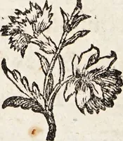 An illustration from Histoire naturelle de la parole, ou, Précis de l'origine du langage & de la grammaire universelle : extrait du Monde primitif / par M. Court de Gébelin. (1776)