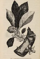 An illustration from Gutta percha, its discovery, history, and manifold uses. (1851)