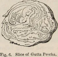 Picture 7 of 43 from Gutta percha, its discovery, history, and manifold uses. (1851), leaf 13