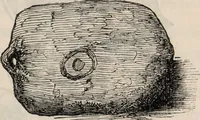 An illustration from Gutta percha, its discovery, history, and manifold uses. (1851)