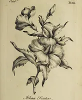 Picture 58 of 71 from The florist : containing sixty plates of the most beautiful flowers regularly dispos'd in their succession of blowing. To which is added an accurate description of their colours, with instructions for drawing & painting them according to nature : being a new work intended for the use & amusement of gentlemen and ladies delighting in that art. (1760), leaf 101