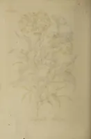 An illustration from The florist : containing sixty plates of the most beautiful flowers regularly dispos'd in their succession of blowing. To which is added an accurate description of their colours, with instructions for drawing & painting them according to nature : being a new work intended for the use & amusement of gentlemen and ladies delighting in that art. (1760)