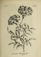 An illustration from The florist : containing sixty plates of the most beautiful flowers regularly dispos'd in their succession of blowing. To which is added an accurate description of their colours, with instructions for drawing & painting them according to nature : being a new work intended for the use & amusement of gentlemen and ladies delighting in that art. (1760)