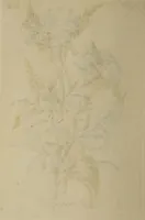 Picture 61 of 71 from The florist : containing sixty plates of the most beautiful flowers regularly dispos'd in their succession of blowing. To which is added an accurate description of their colours, with instructions for drawing & painting them according to nature : being a new work intended for the use & amusement of gentlemen and ladies delighting in that art. (1760), leaf 104
