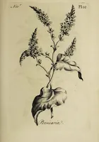 Picture 62 of 71 from The florist : containing sixty plates of the most beautiful flowers regularly dispos'd in their succession of blowing. To which is added an accurate description of their colours, with instructions for drawing & painting them according to nature : being a new work intended for the use & amusement of gentlemen and ladies delighting in that art. (1760), leaf 105
