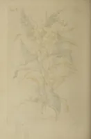 An illustration from The florist : containing sixty plates of the most beautiful flowers regularly dispos'd in their succession of blowing. To which is added an accurate description of their colours, with instructions for drawing & painting them according to nature : being a new work intended for the use & amusement of gentlemen and ladies delighting in that art. (1760)