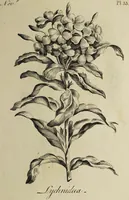 An illustration from The florist : containing sixty plates of the most beautiful flowers regularly dispos'd in their succession of blowing. To which is added an accurate description of their colours, with instructions for drawing & painting them according to nature : being a new work intended for the use & amusement of gentlemen and ladies delighting in that art. (1760)