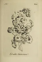 Picture 65 of 71 from The florist : containing sixty plates of the most beautiful flowers regularly dispos'd in their succession of blowing. To which is added an accurate description of their colours, with instructions for drawing & painting them according to nature : being a new work intended for the use & amusement of gentlemen and ladies delighting in that art. (1760), leaf 109