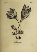 Picture 6 of 71 from The florist : containing sixty plates of the most beautiful flowers regularly dispos'd in their succession of blowing. To which is added an accurate description of their colours, with instructions for drawing & painting them according to nature : being a new work intended for the use & amusement of gentlemen and ladies delighting in that art. (1760), leaf 11