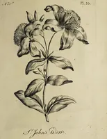 Picture 66 of 71 from The florist : containing sixty plates of the most beautiful flowers regularly dispos'd in their succession of blowing. To which is added an accurate description of their colours, with instructions for drawing & painting them according to nature : being a new work intended for the use & amusement of gentlemen and ladies delighting in that art. (1760), leaf 111