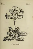 Picture 67 of 71 from The florist : containing sixty plates of the most beautiful flowers regularly dispos'd in their succession of blowing. To which is added an accurate description of their colours, with instructions for drawing & painting them according to nature : being a new work intended for the use & amusement of gentlemen and ladies delighting in that art. (1760), leaf 113