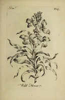 Picture 68 of 71 from The florist : containing sixty plates of the most beautiful flowers regularly dispos'd in their succession of blowing. To which is added an accurate description of their colours, with instructions for drawing & painting them according to nature : being a new work intended for the use & amusement of gentlemen and ladies delighting in that art. (1760), leaf 115