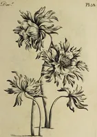 An illustration from The florist : containing sixty plates of the most beautiful flowers regularly dispos'd in their succession of blowing. To which is added an accurate description of their colours, with instructions for drawing & painting them according to nature : being a new work intended for the use & amusement of gentlemen and ladies delighting in that art. (1760)
