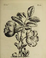 An illustration from The florist : containing sixty plates of the most beautiful flowers regularly dispos'd in their succession of blowing. To which is added an accurate description of their colours, with instructions for drawing & painting them according to nature : being a new work intended for the use & amusement of gentlemen and ladies delighting in that art. (1760)