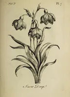 Picture 9 of 71 from The florist : containing sixty plates of the most beautiful flowers regularly dispos'd in their succession of blowing. To which is added an accurate description of their colours, with instructions for drawing & painting them according to nature : being a new work intended for the use & amusement of gentlemen and ladies delighting in that art. (1760), leaf 15